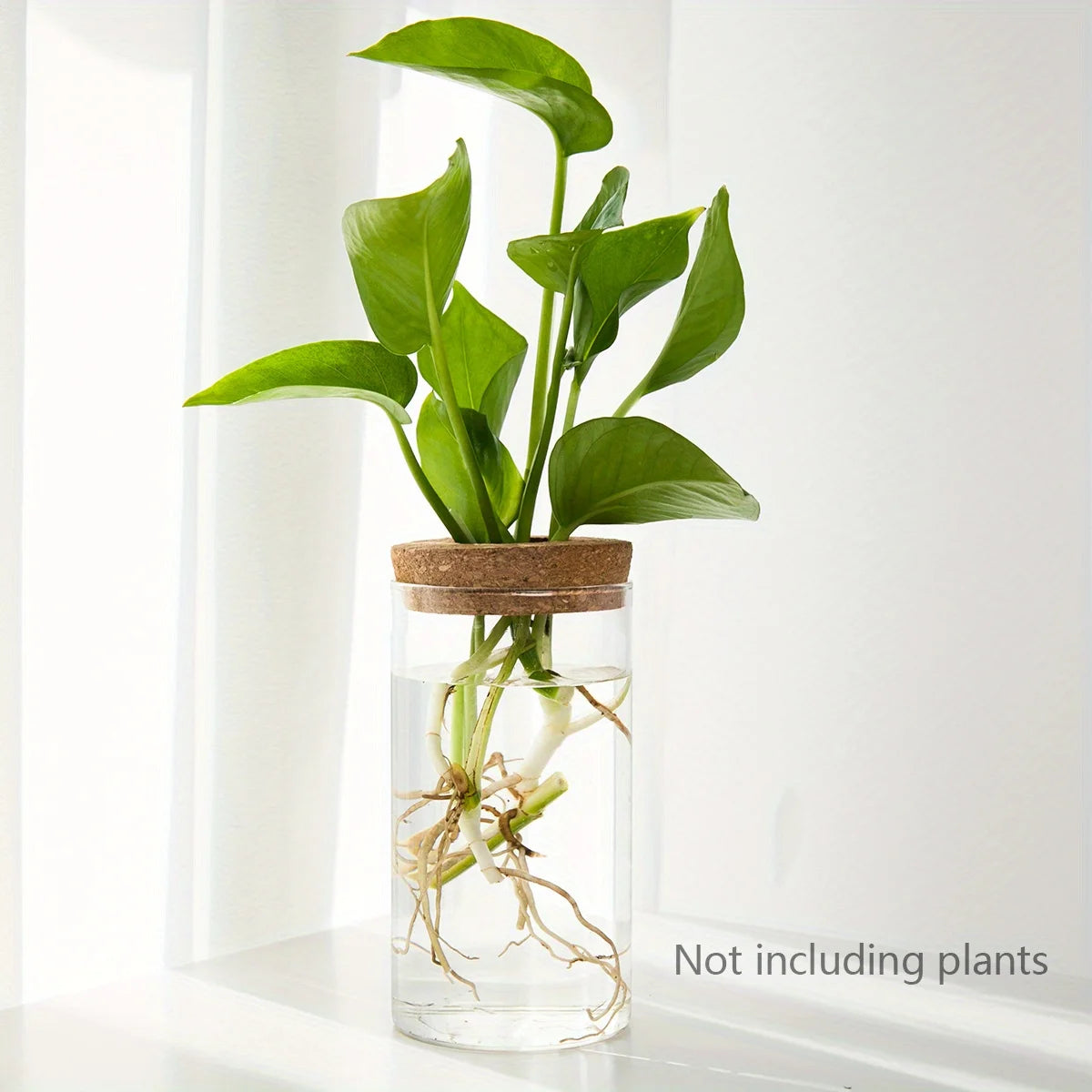 Modern Plant Propagation Station – Desktop Glass Planter