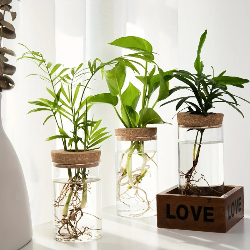 Modern Plant Propagation Station – Desktop Glass Planter