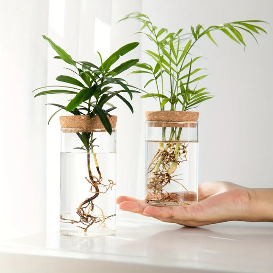 Modern Plant Propagation Station – Desktop Glass Planter